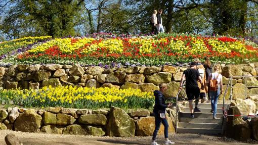 Frühlingsblüte im NaturaGart-Park 2023